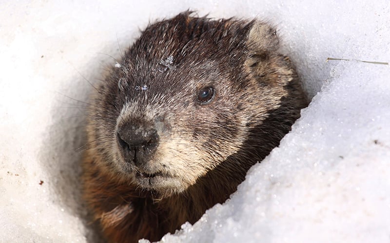 Groundhog… Come Out & Share