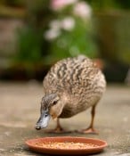 Even Ducks Know the Importance of Prospecting | Keeping Current Matters