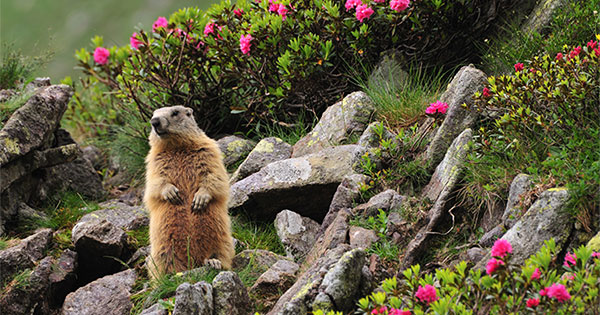 No Matter What the Groundhog Says, Here are 5 Reasons to Sell Before Spring!