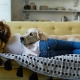 Why Pet-Friendly Homes Are in High Demand | Keeping Current Matters