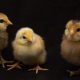Why All the Chicken Littles Should Calm Down | Keeping Current Matters